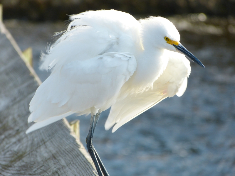 Fluffed Up Egret